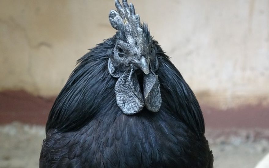 Dünyanın En İlginç Tavuğu ‘Siyah Tavuk’