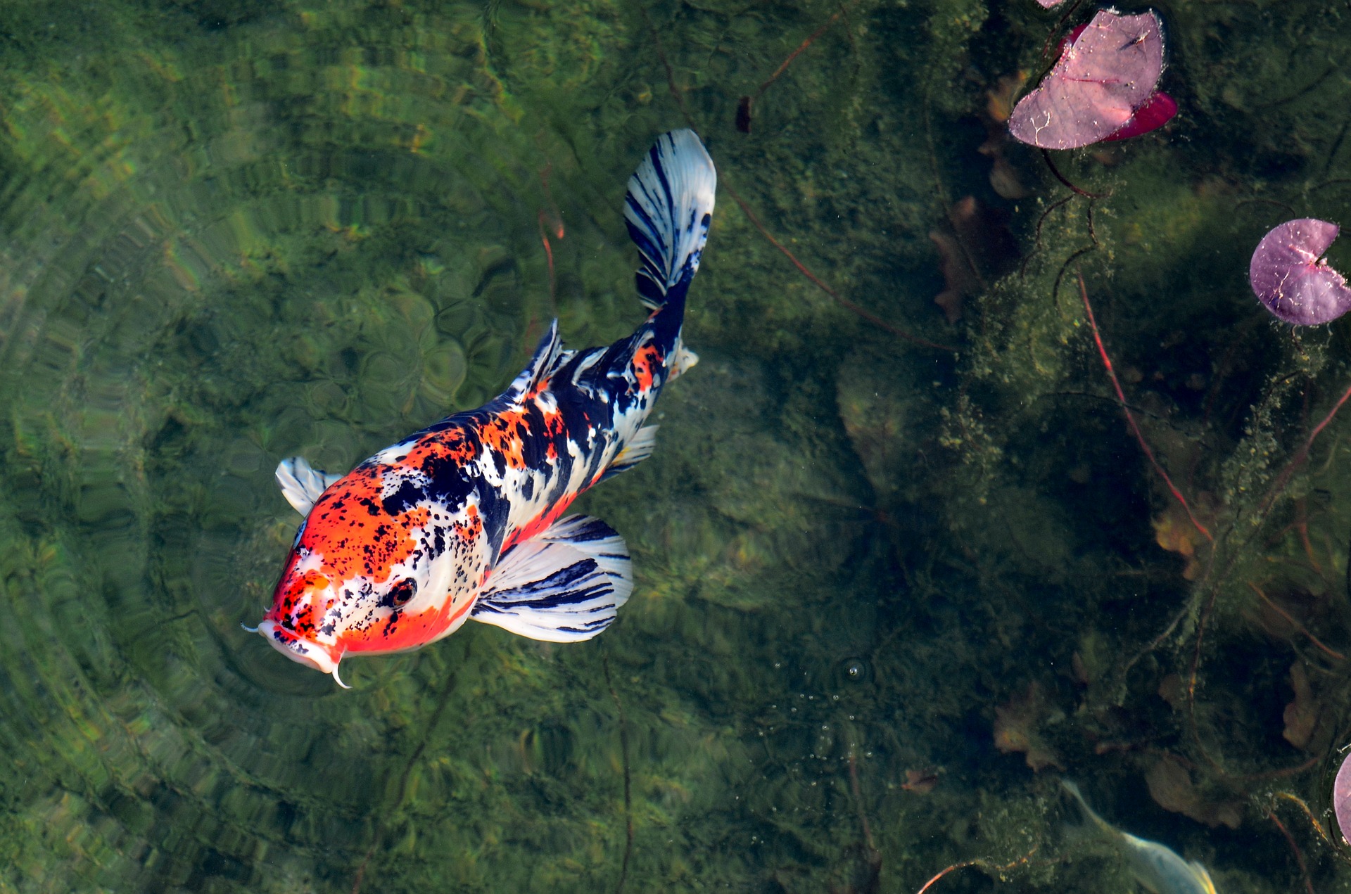 Рыбы японского моря фото